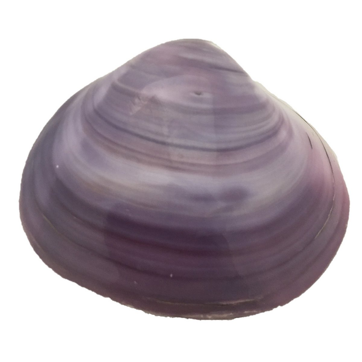Tok Shell/5Pc