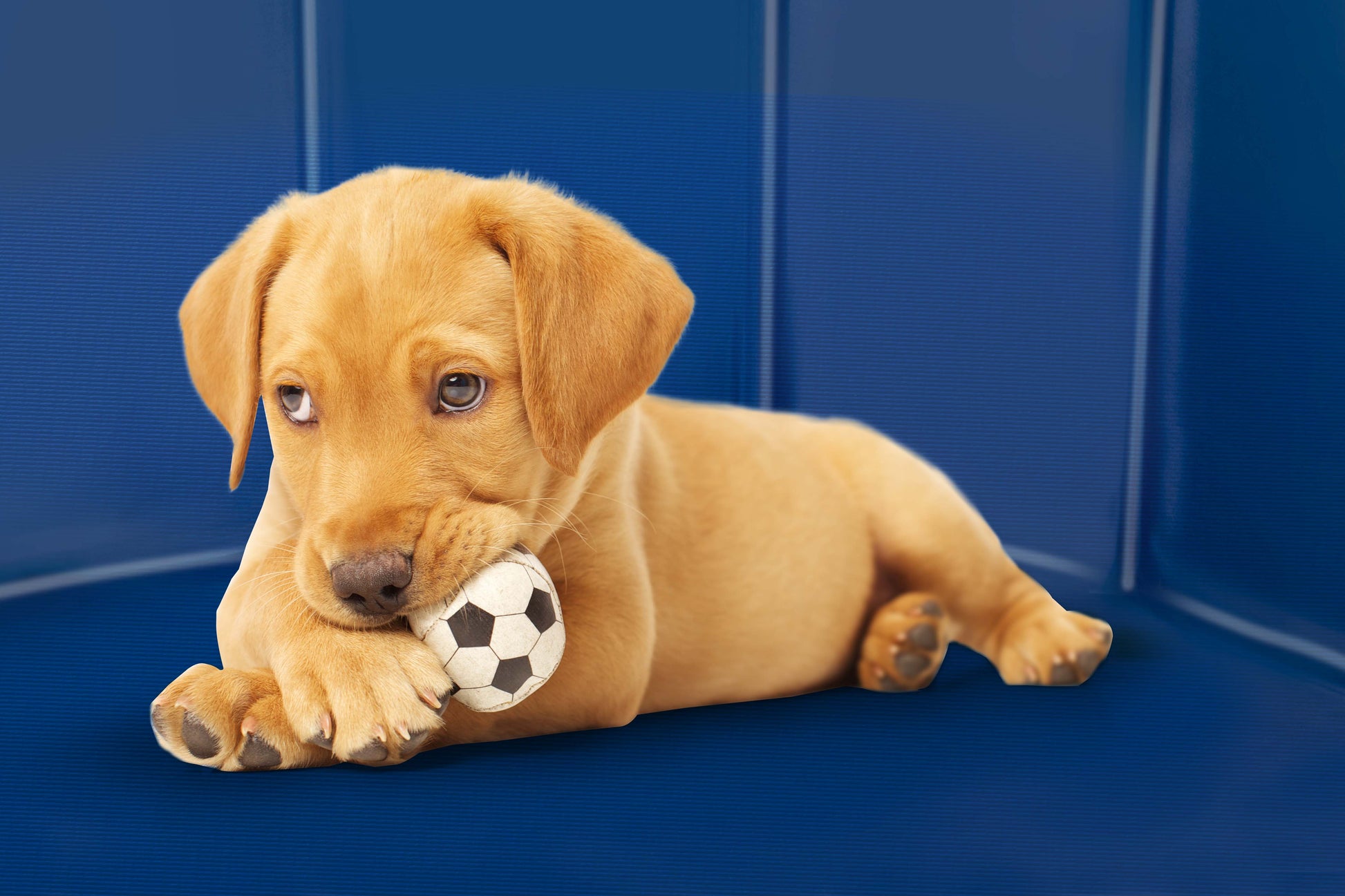 Dog Swimming Pool Medium