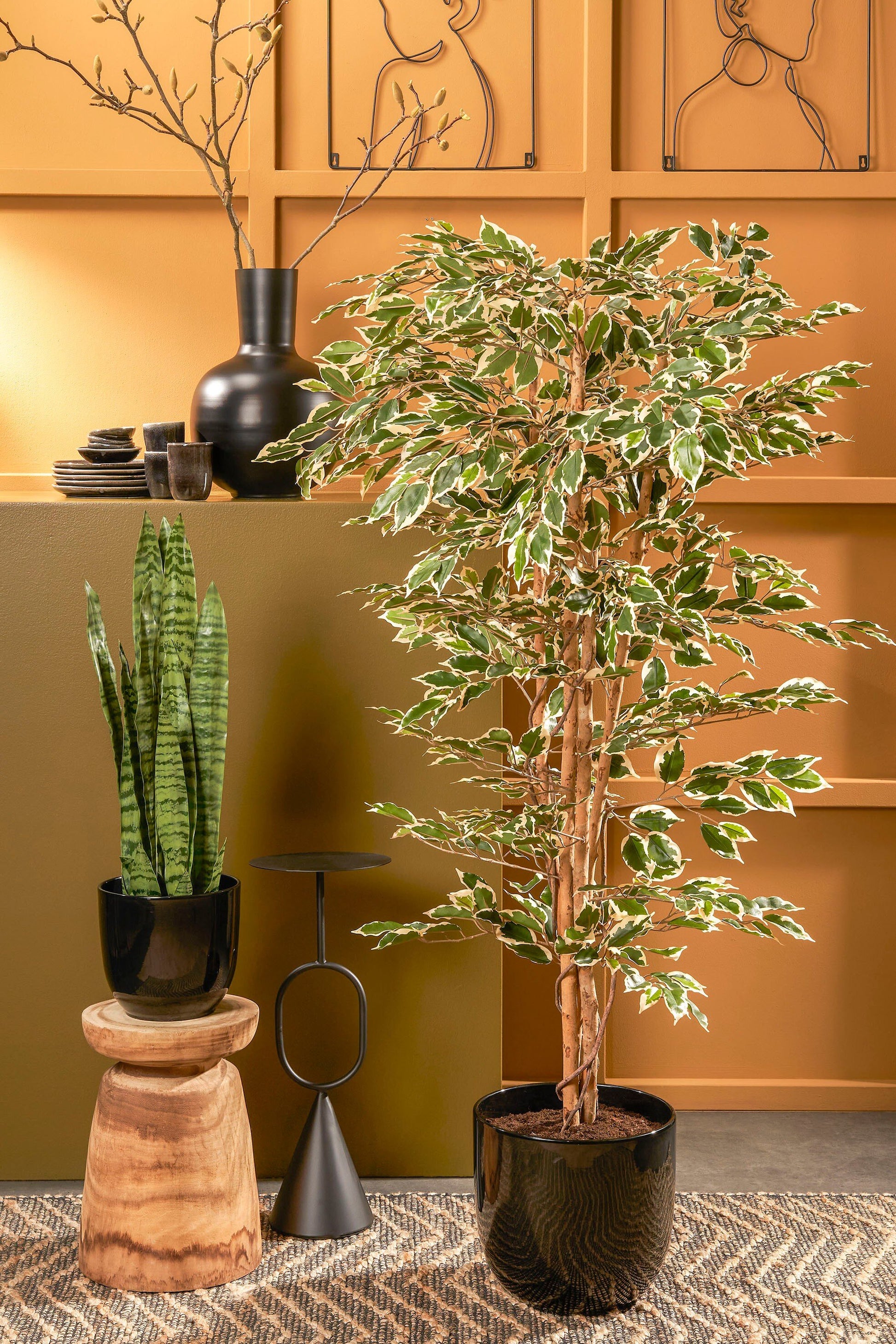Ficus Green Variegated In Plastic Pot - H180Xd90Cm