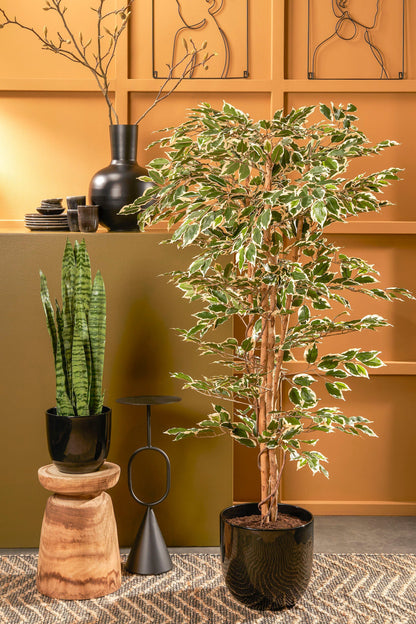 Ficus Green Variegated In Plastic Pot - H180Xd90Cm