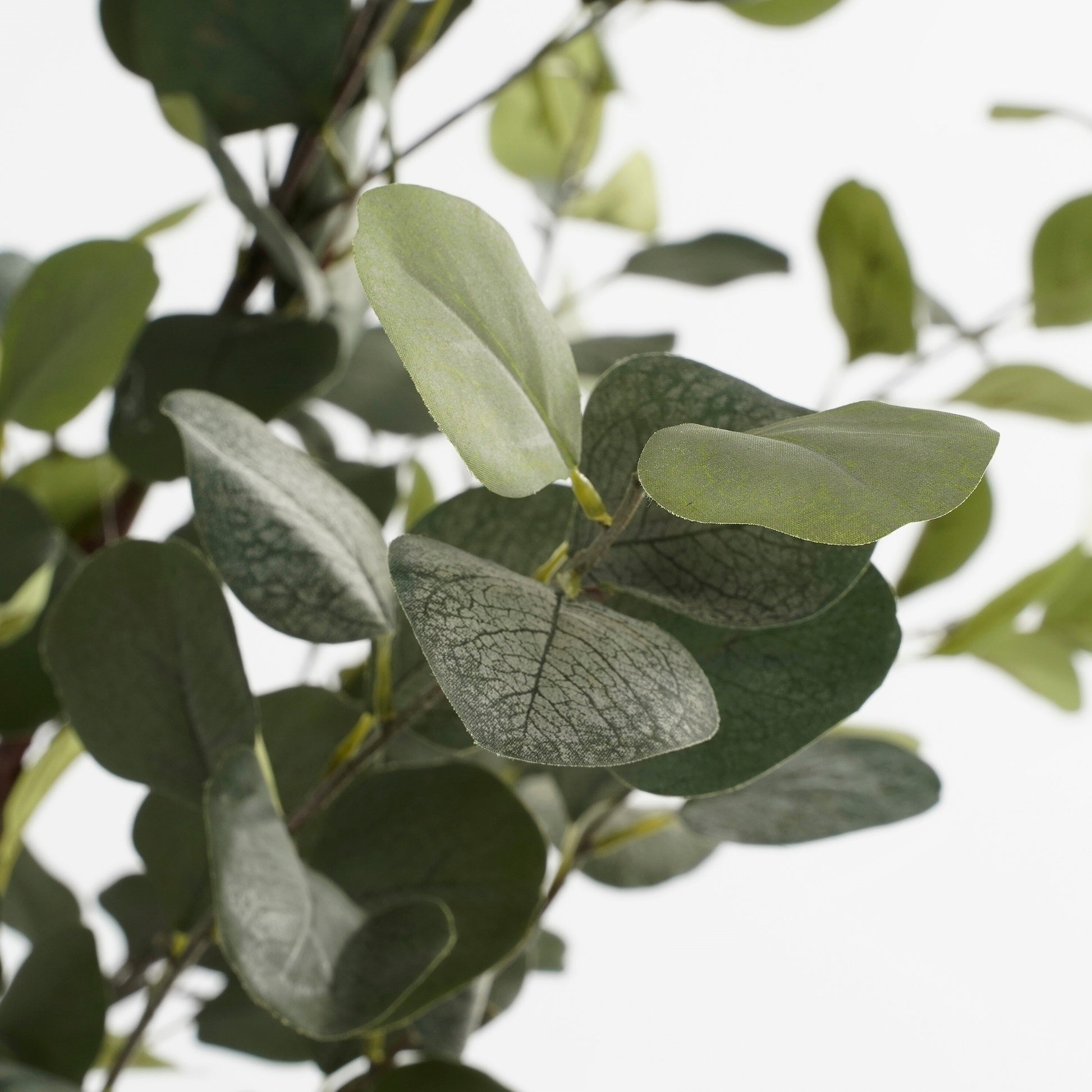 Eucalyptus Tree In Pot Green - H120Xd55Cm