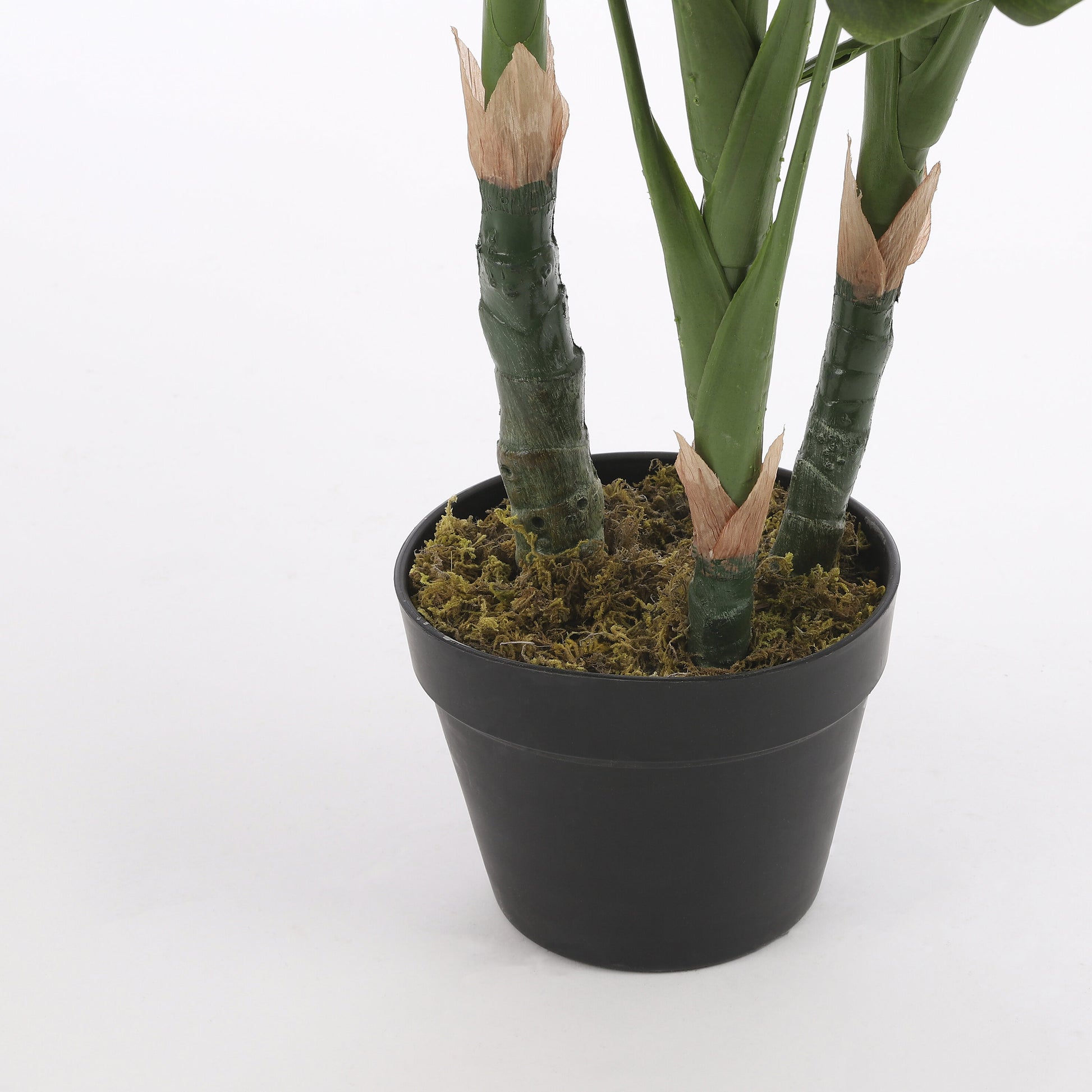 Monstera In Pot Green - H100Xd75Cm