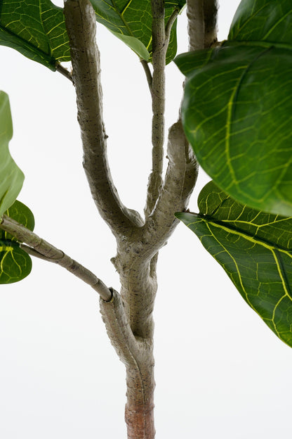 Ficus Lyrata In Pot Green Waterproof & Uv Resistant - H150Xd50Cm