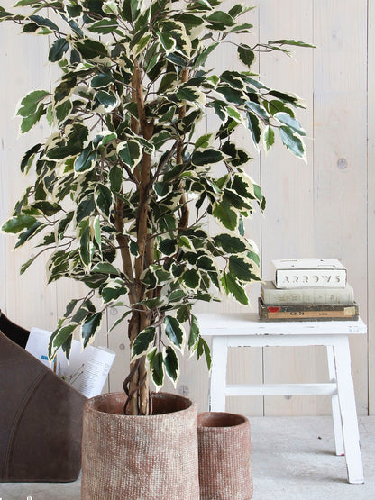 Ficus Green Variegated In Plastic Pot - H110Xd70Cm