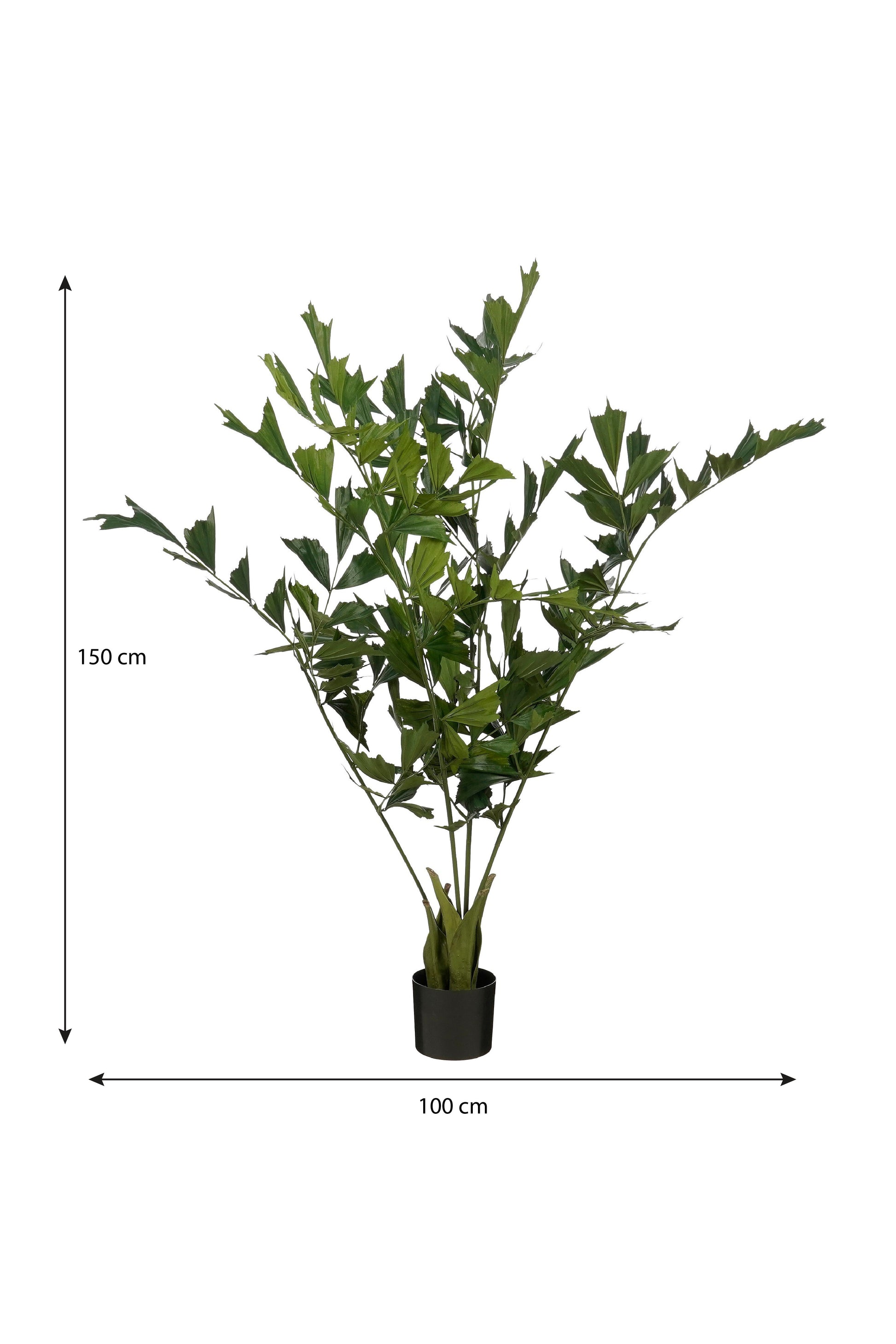 Fishtail Palm In Pot Green - H150Xd100Cm