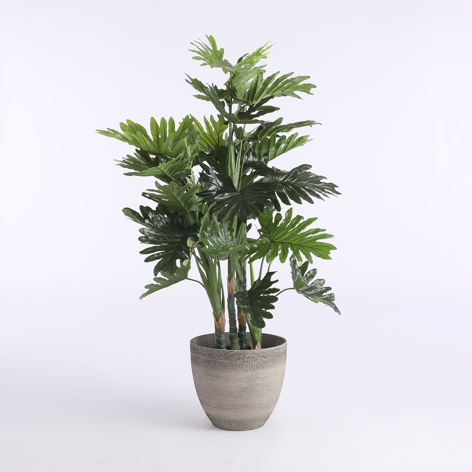 Philodendron In Plastic Pot Green - H120Xd80Cm