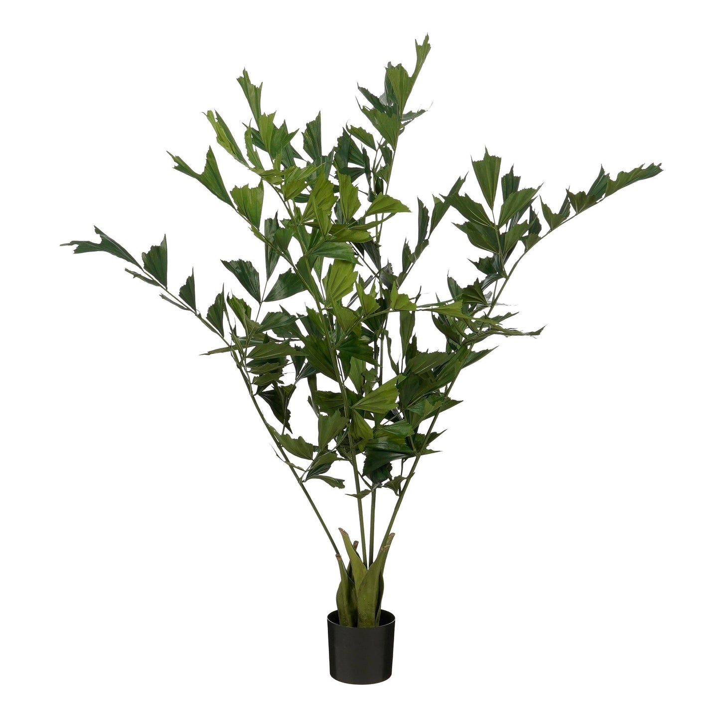 Fishtail Palm In Pot Green - H150Xd100Cm