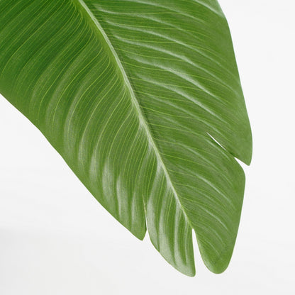 Banana Tree In Pot Green - H120Xd30Cm