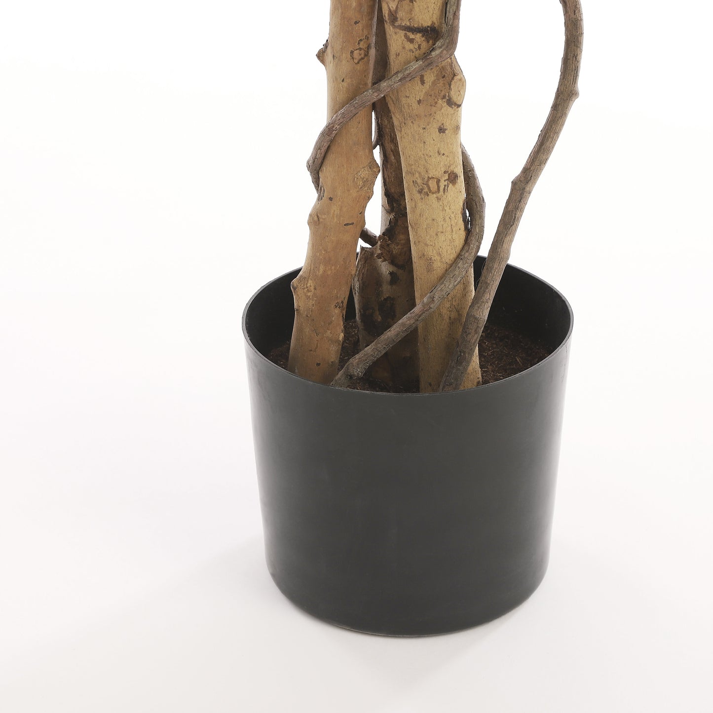 Ficus Green Variegated In Plastic Pot - H180Xd90Cm