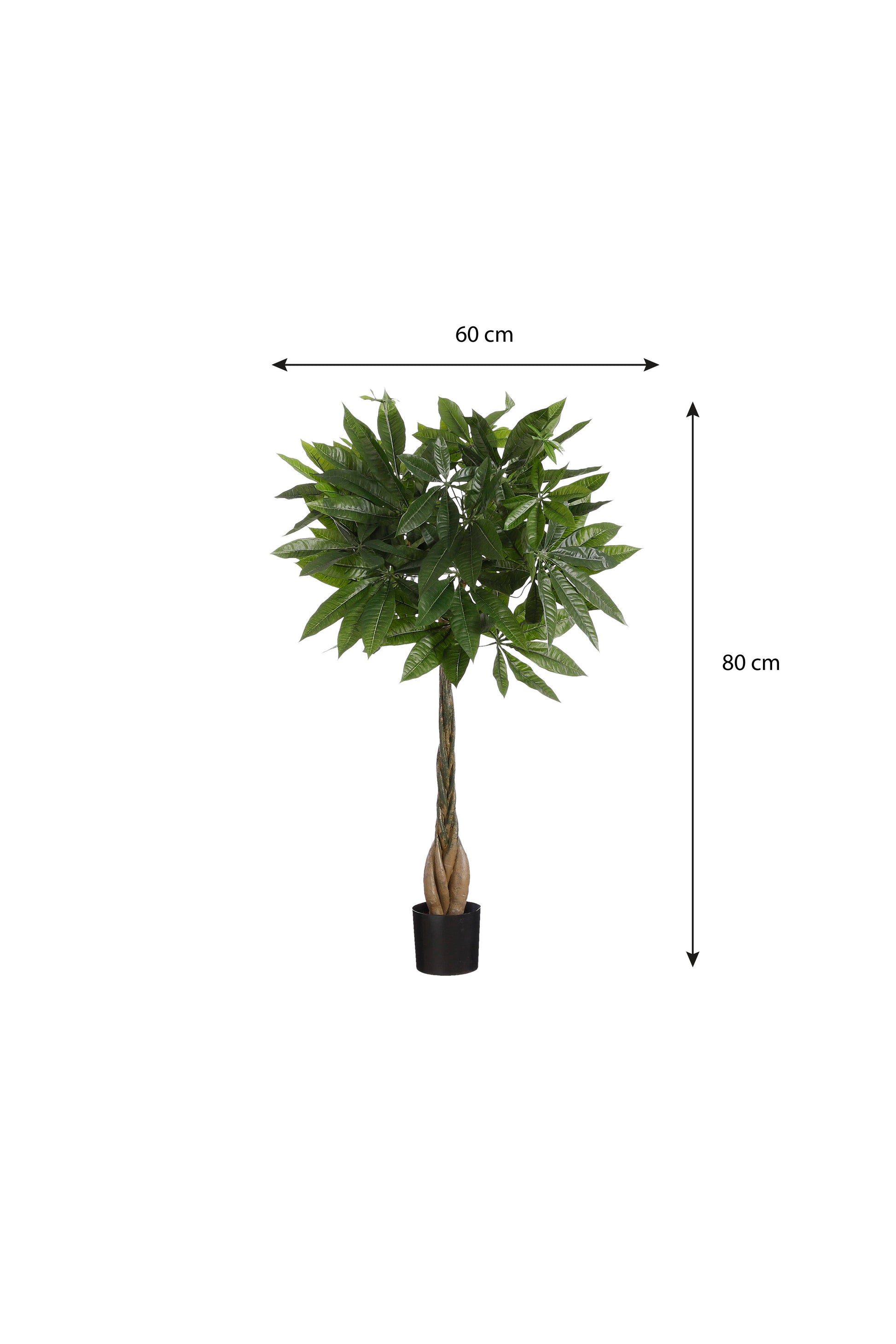Pachira In Pot Green - H80Xd60Cm
