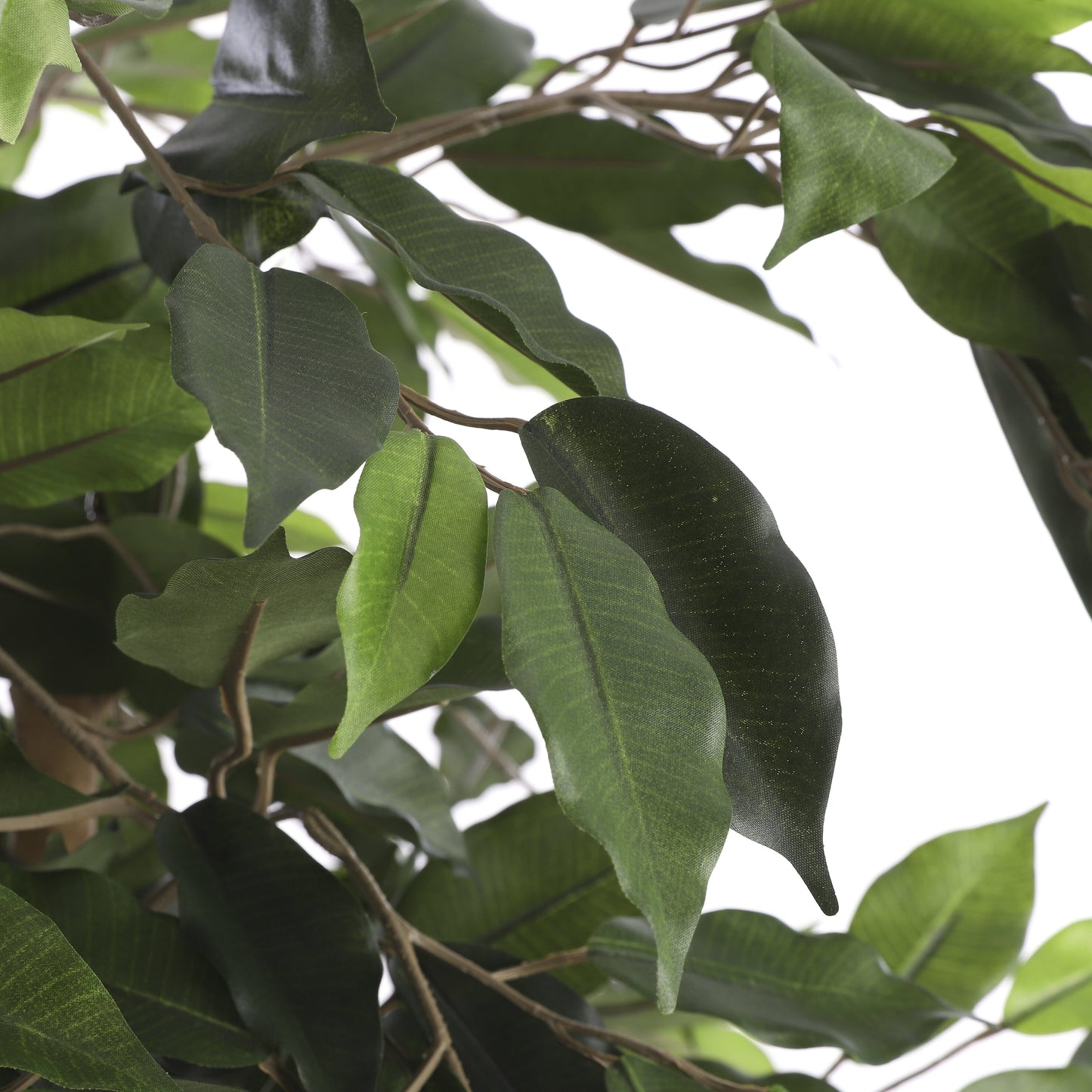 Ficus Green In Plastic Pot - H110Xd65Cm