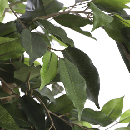 Ficus Green In Plastic Pot - H110Xd65Cm