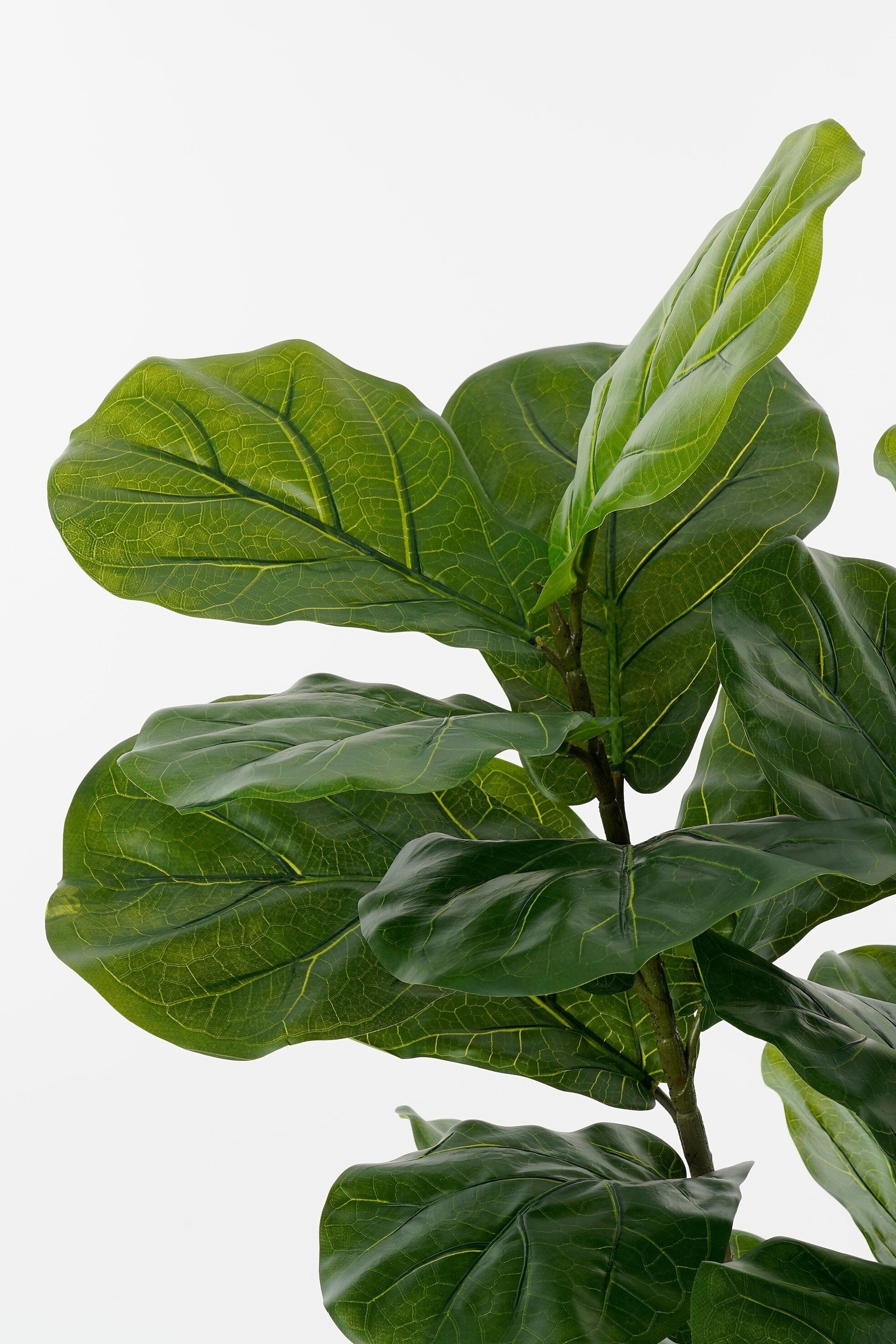 Ficus Lyrata In Pot Green Waterproof & Uv Resistant - H150Xd50Cm