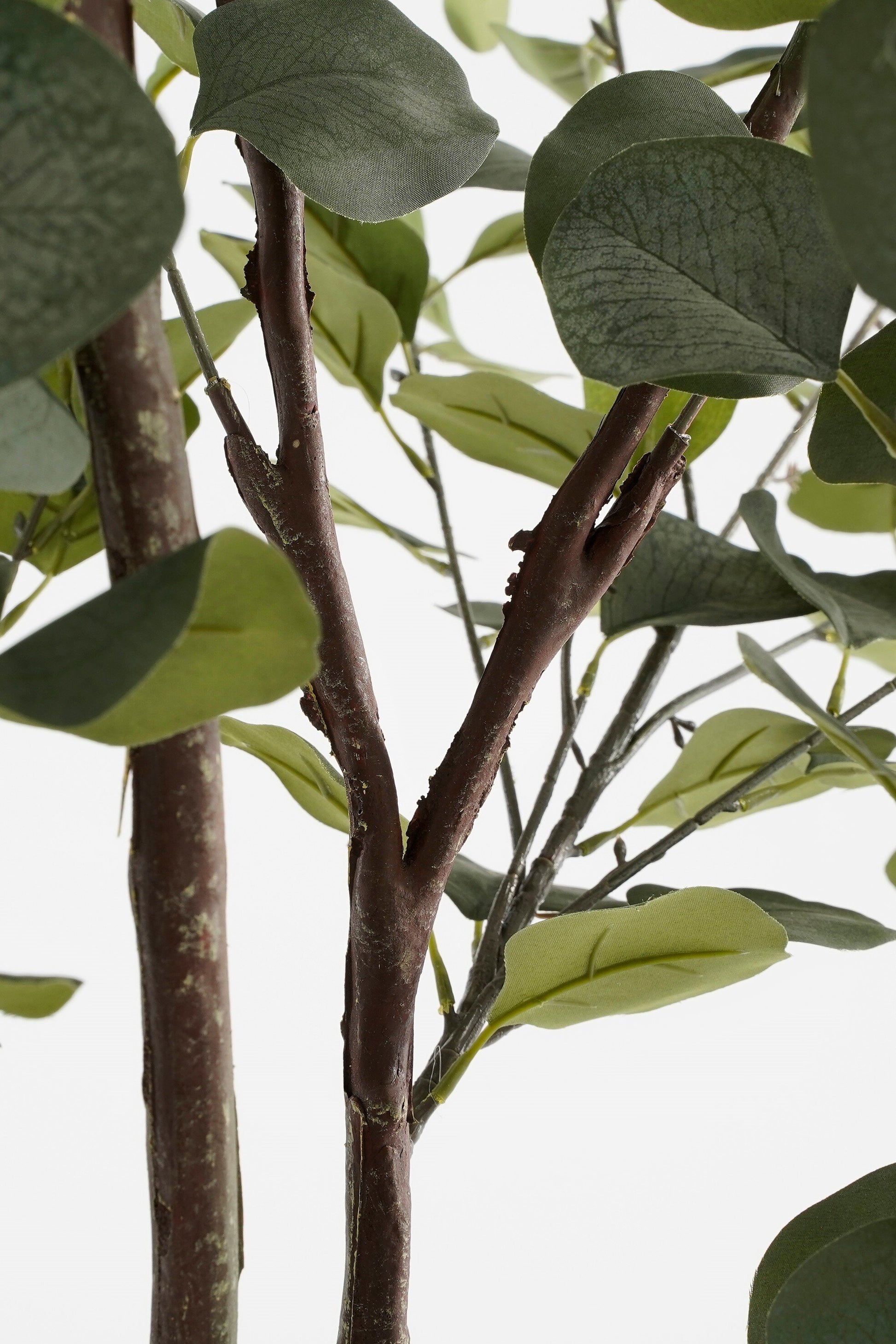 Eucalyptus Tree In Pot Green - H120Xd55Cm