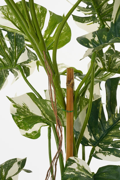 Monstera Tree Green - H140Xd120Cm