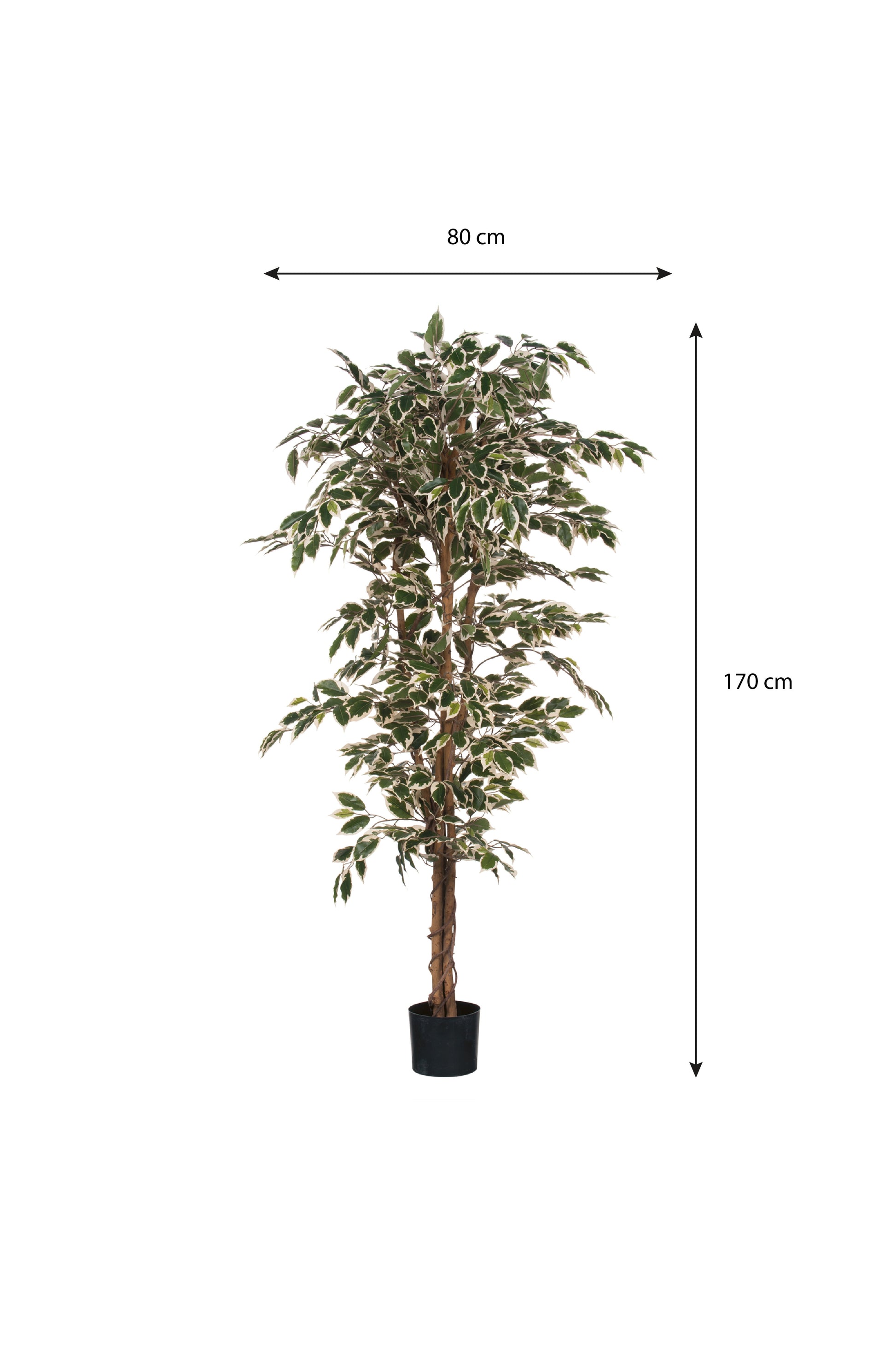 Ficus Green Variegated In Plastic Pot - H180Xd90Cm