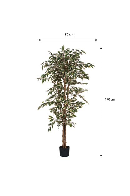 Ficus Green Variegated In Plastic Pot - H180Xd90Cm
