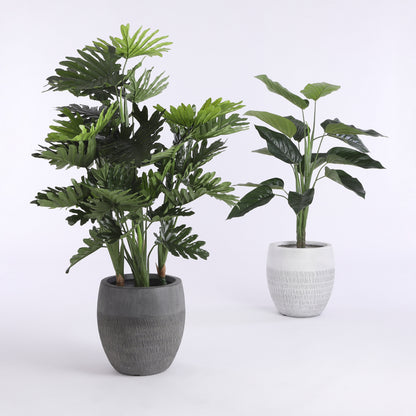 Philodendron In Plastic Pot Green - H120Xd80Cm