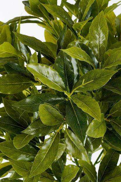 Laurel Tree Green Waterproof & Uv Resistant - H120Xd40Cm