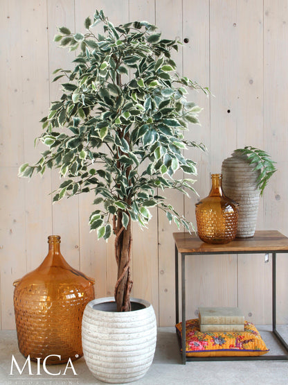 Ficus Green Variegated In Plastic Pot - H110Xd70Cm