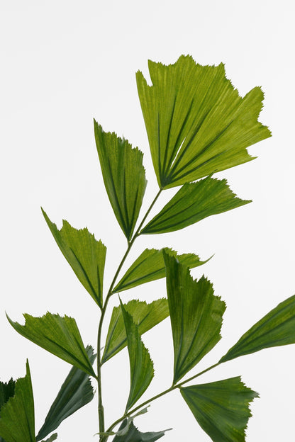 Fishtail Palm In Pot Green - H150Xd100Cm