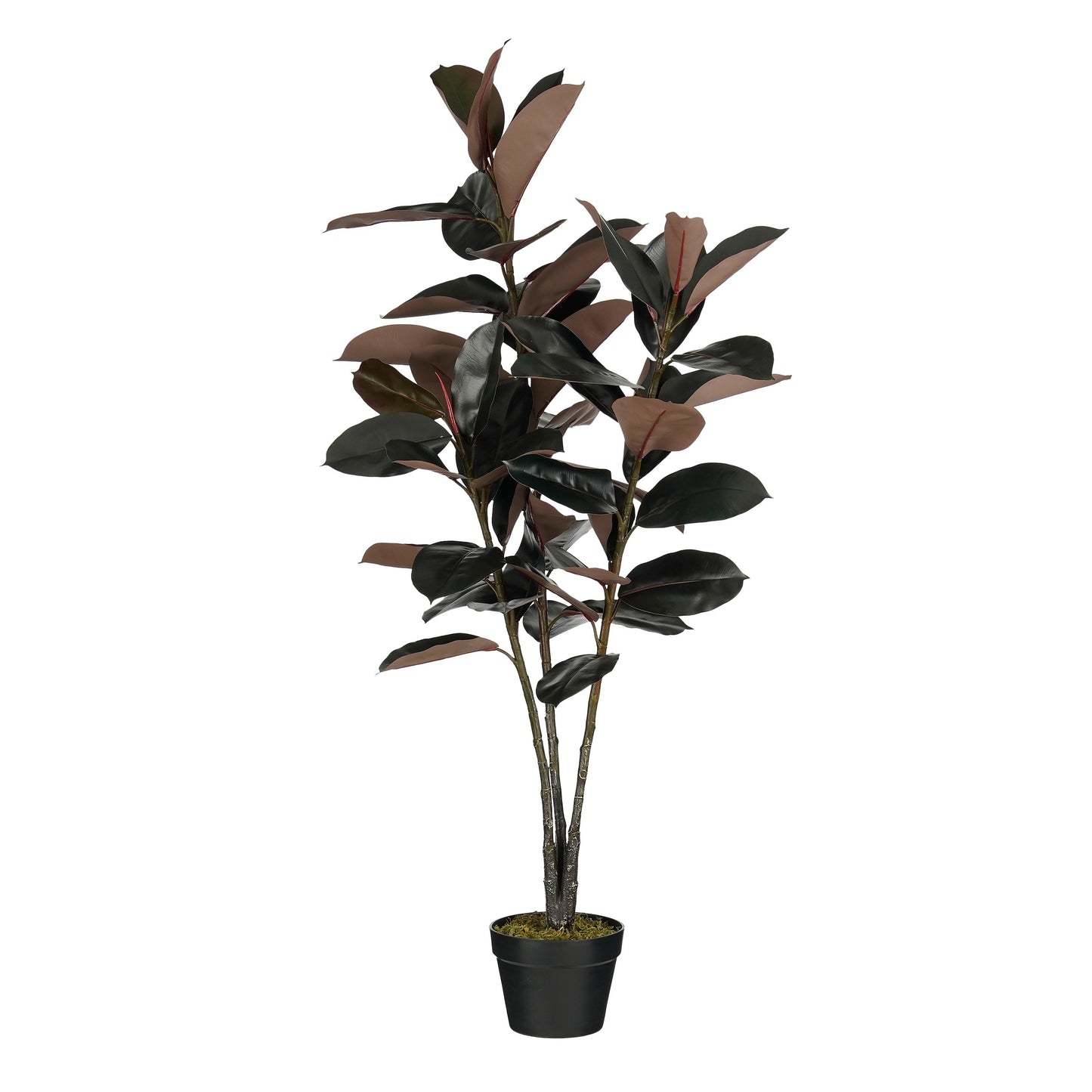 Rubberplant In Pot Rood