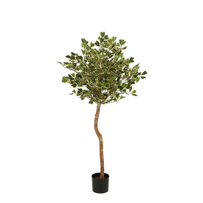 Ficus Triangularis Boom In Pot Groen