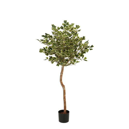 Ficus Triangularis Boom In Pot Groen