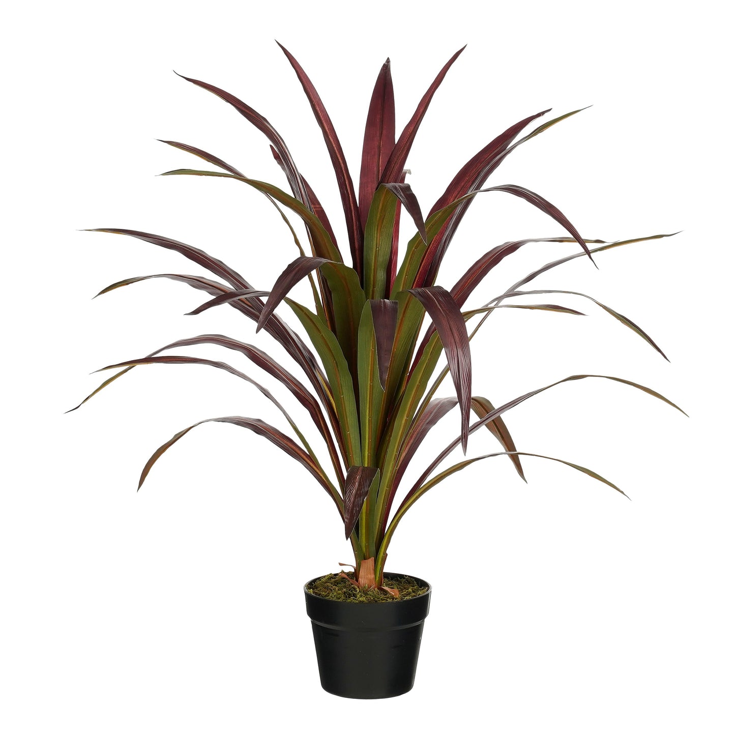 Bananenboom In Pot Rood
