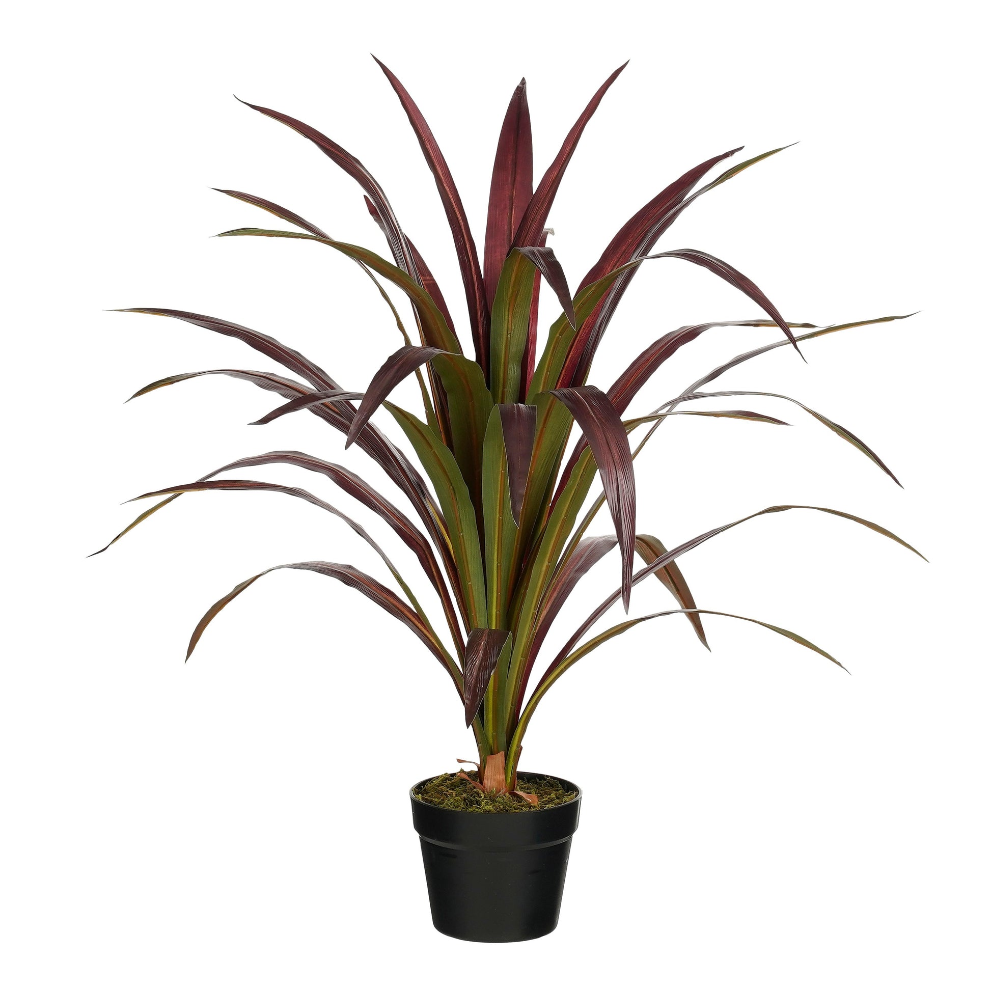 Bananenboom In Pot Rood