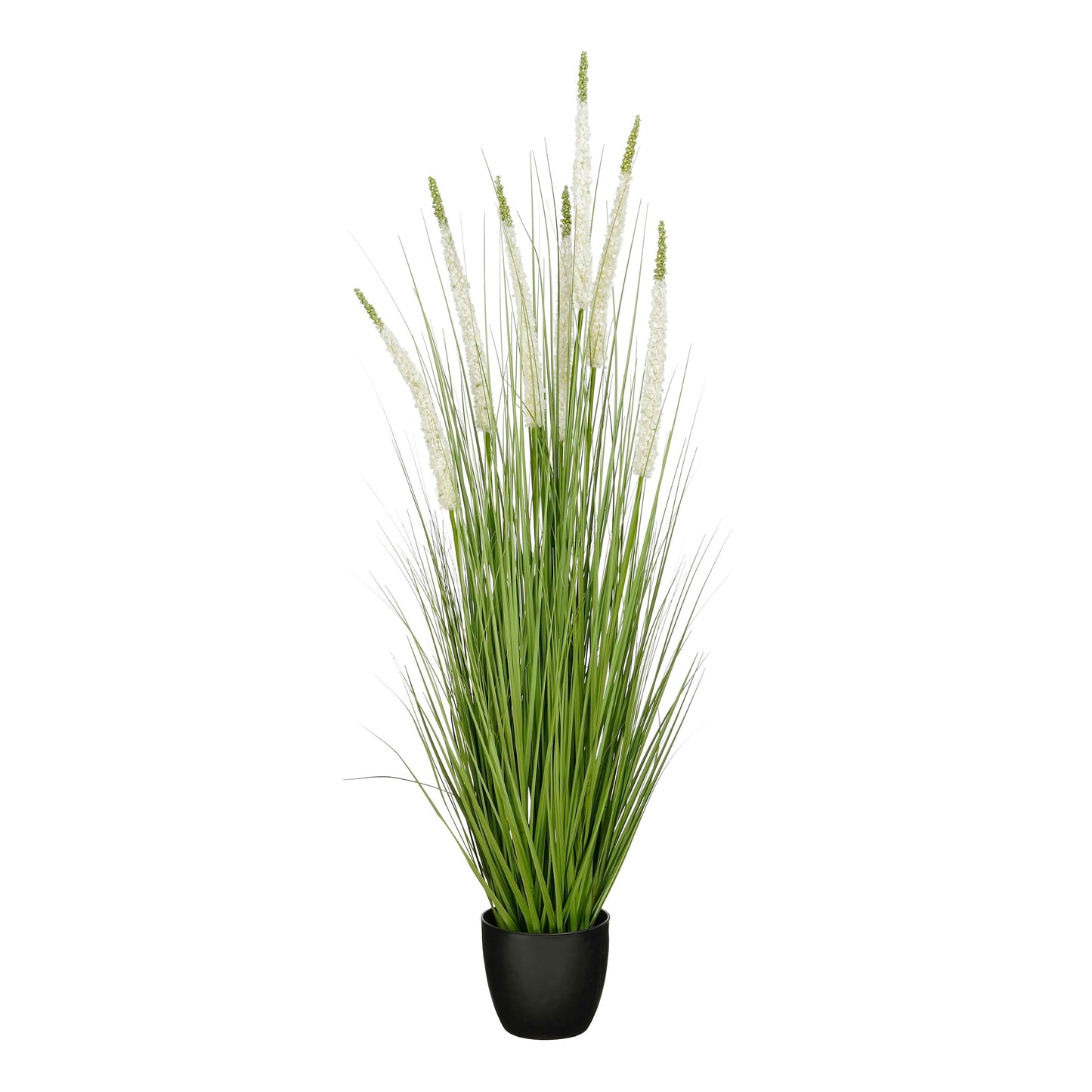 Siergras Eremurus In Pot Wit