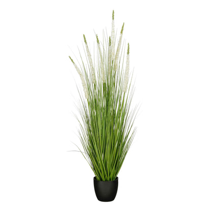 Siergras Eremurus In Pot Wit