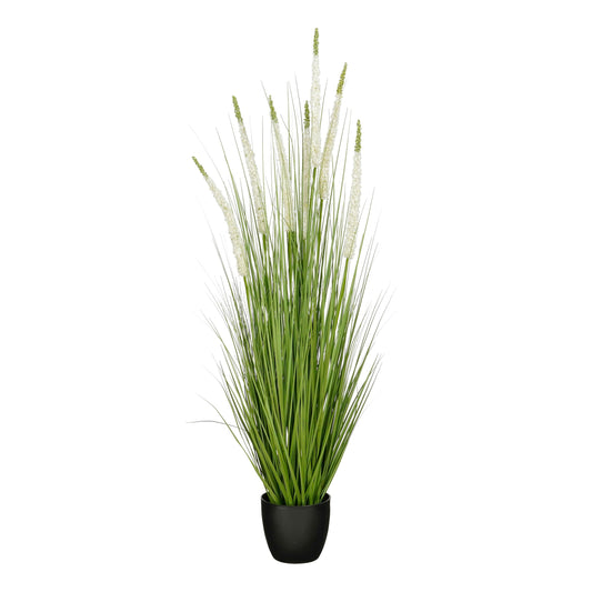 Siergras Eremurus In Pot Wit