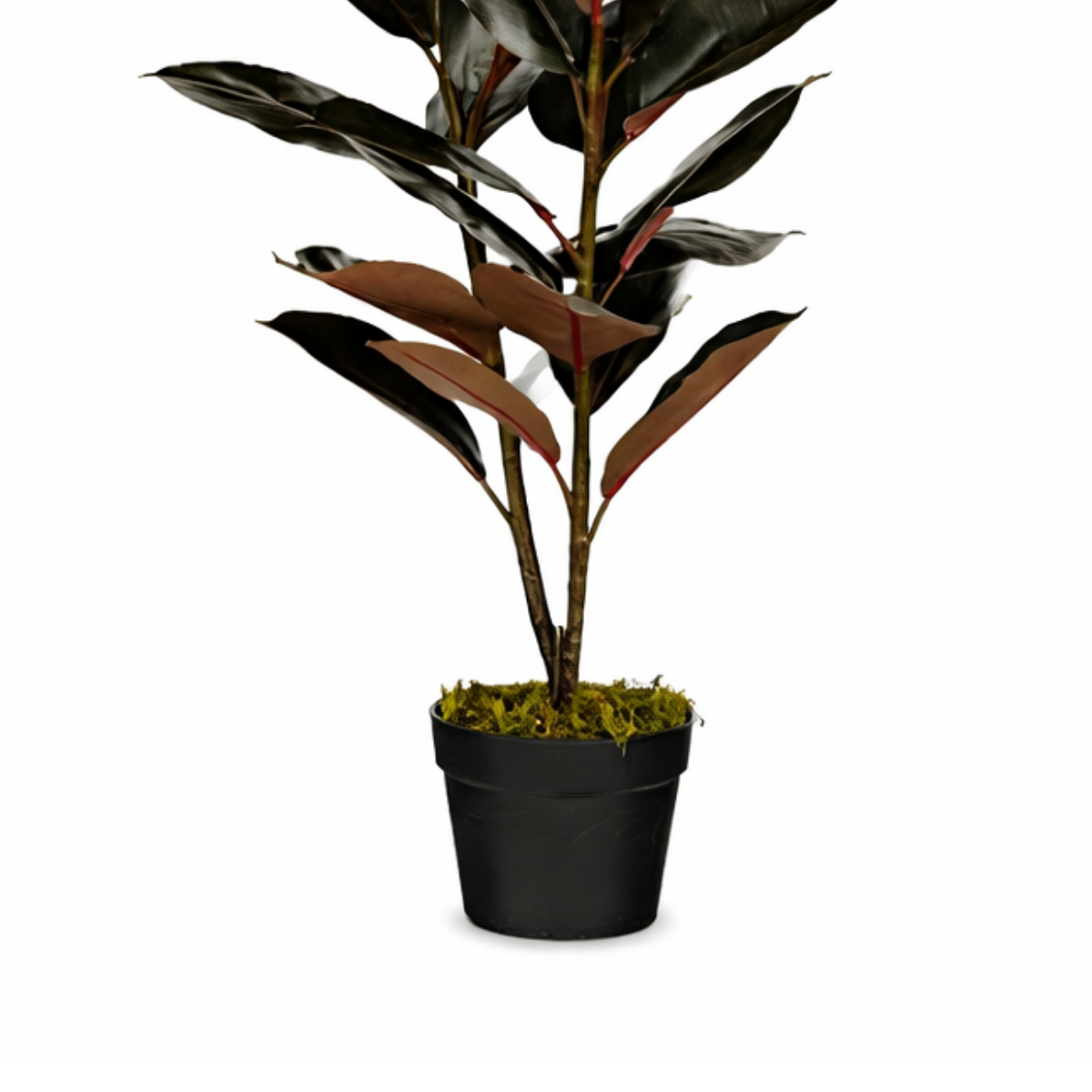 Rubberplant In Pot Rood