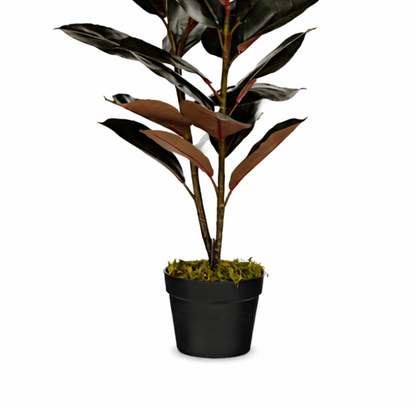 Rubberplant In Pot Rood