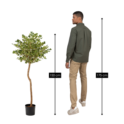 Ficus Triangularis Boom In Pot Groen