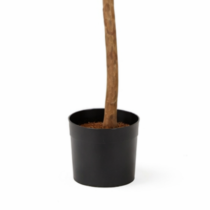 Ficus Triangularis Boom In Pot Groen