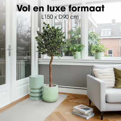 Ficus Triangularis Boom In Pot Groen