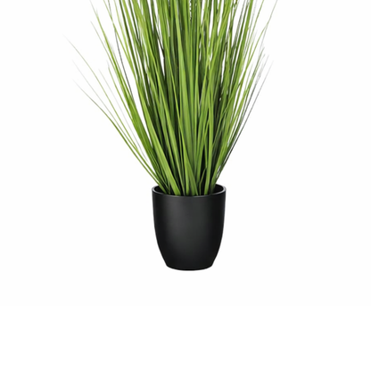 Siergras Eremurus In Pot Wit