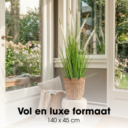 Siergras Eremurus In Pot Wit