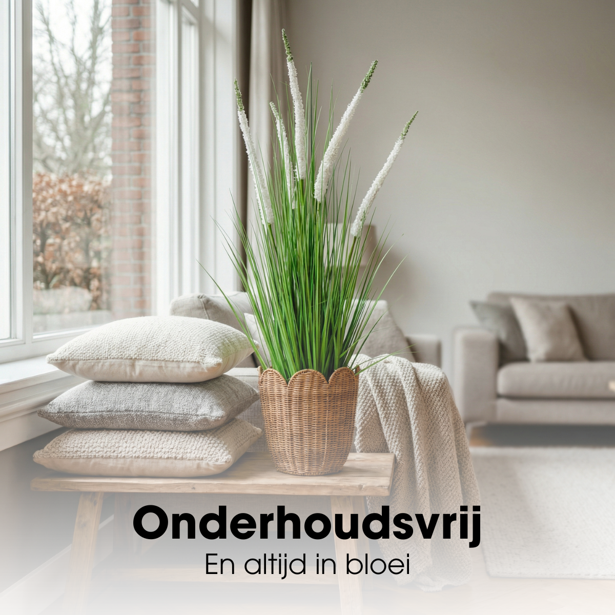 Siergras Eremurus In Pot Wit