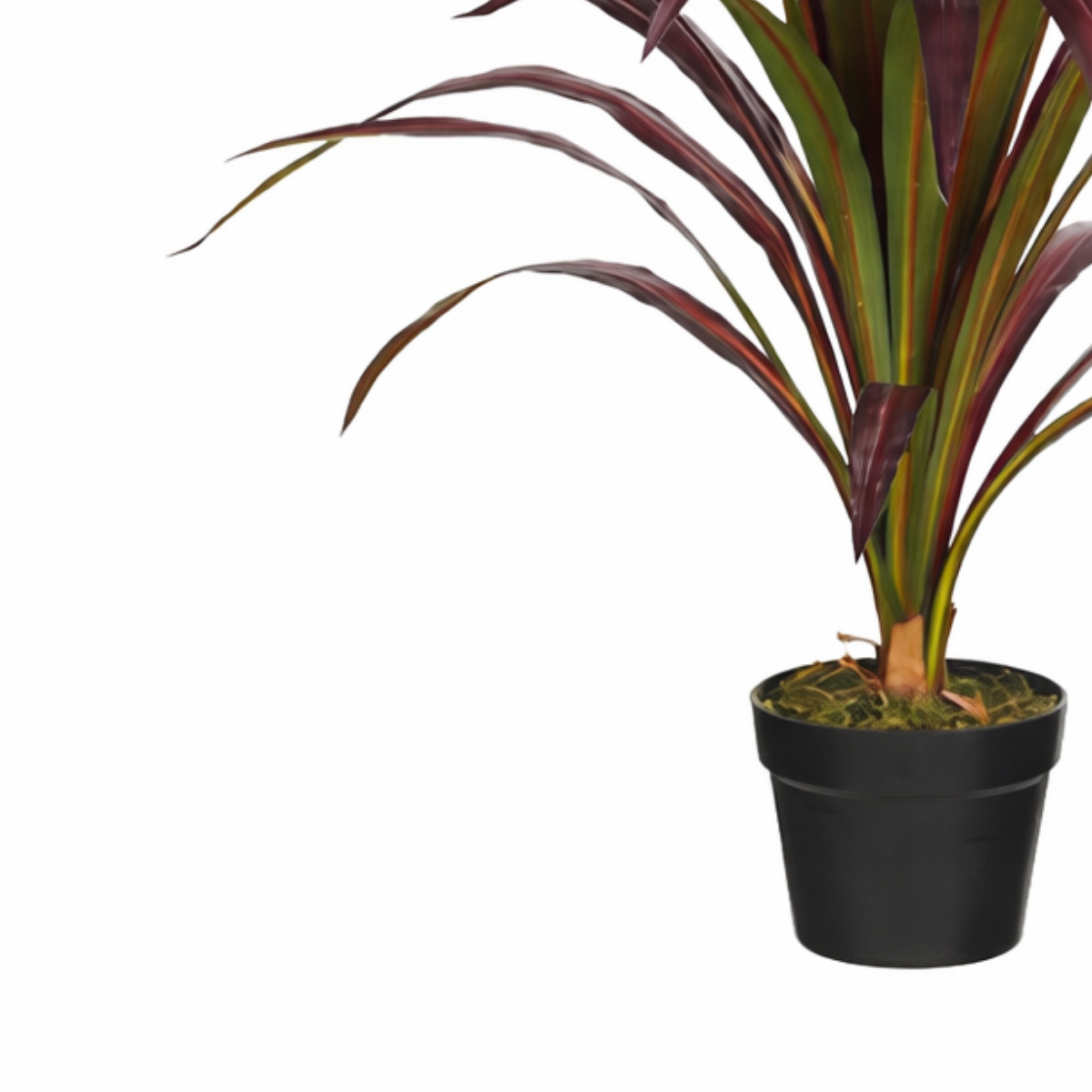 Bananenboom In Pot Rood