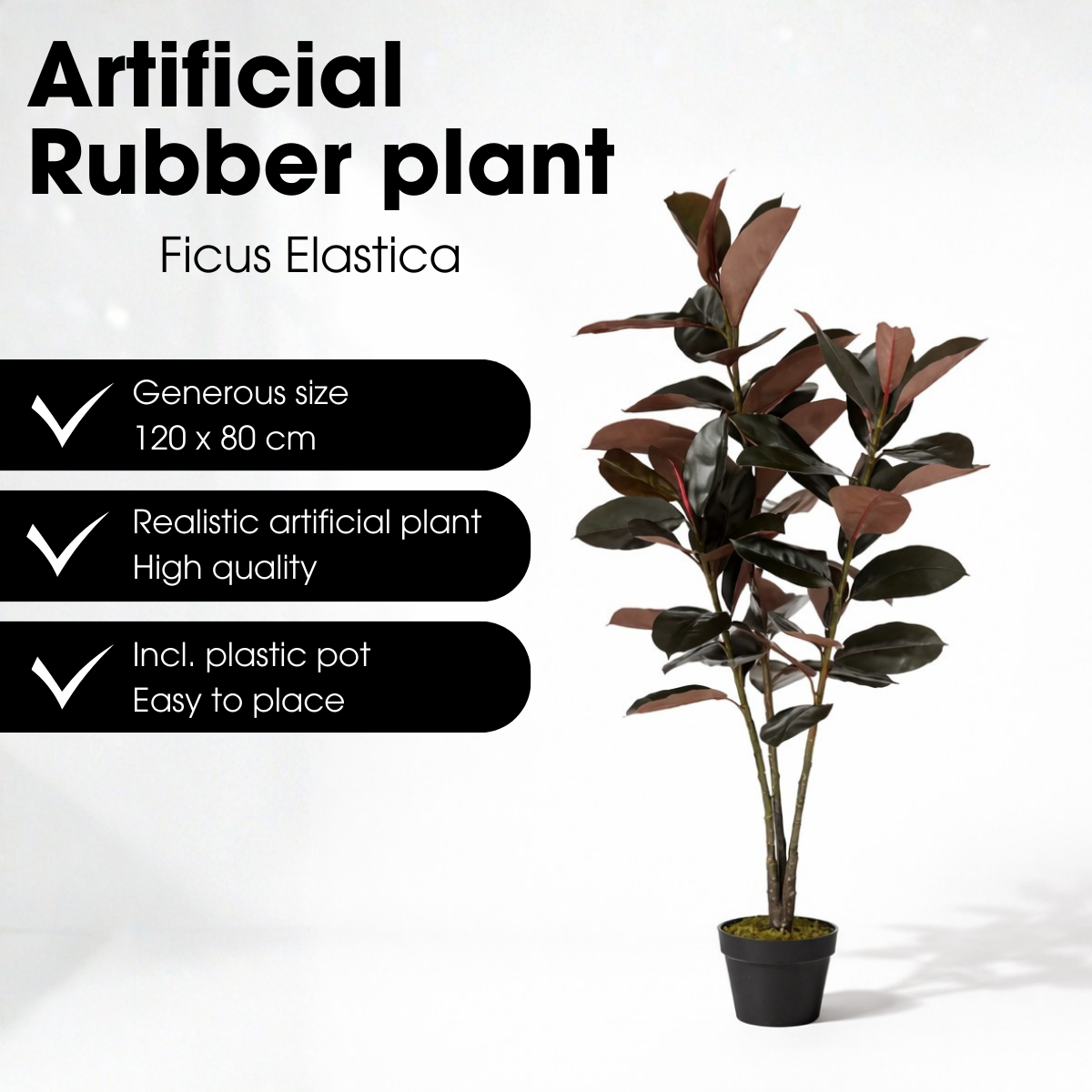 Rubberplant In Pot Rood