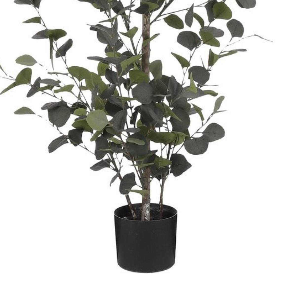 Eucalyptus In Pot Green - H150Xd30Cm