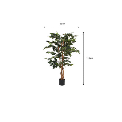 Ficus Green In Plastic Pot - H110Xd65Cm