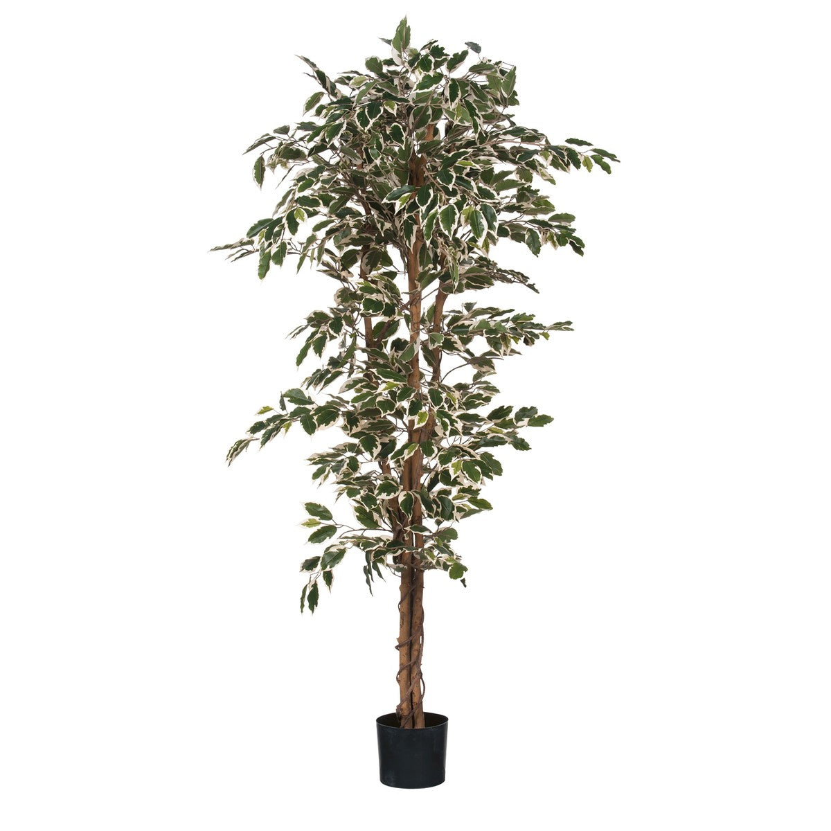 Ficus Green Variegated In Plastic Pot - H180Xd90Cm
