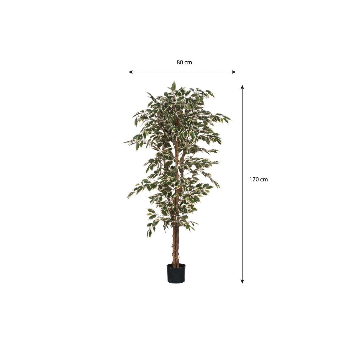 Ficus Green Variegated In Plastic Pot - H180Xd90Cm