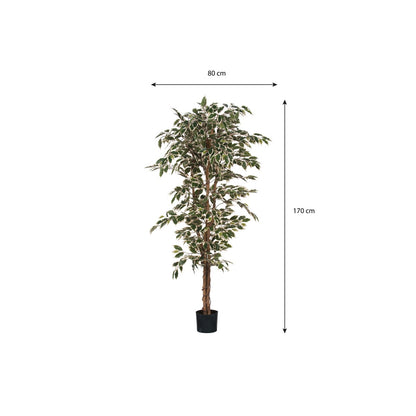 Ficus Green Variegated In Plastic Pot - H180Xd90Cm