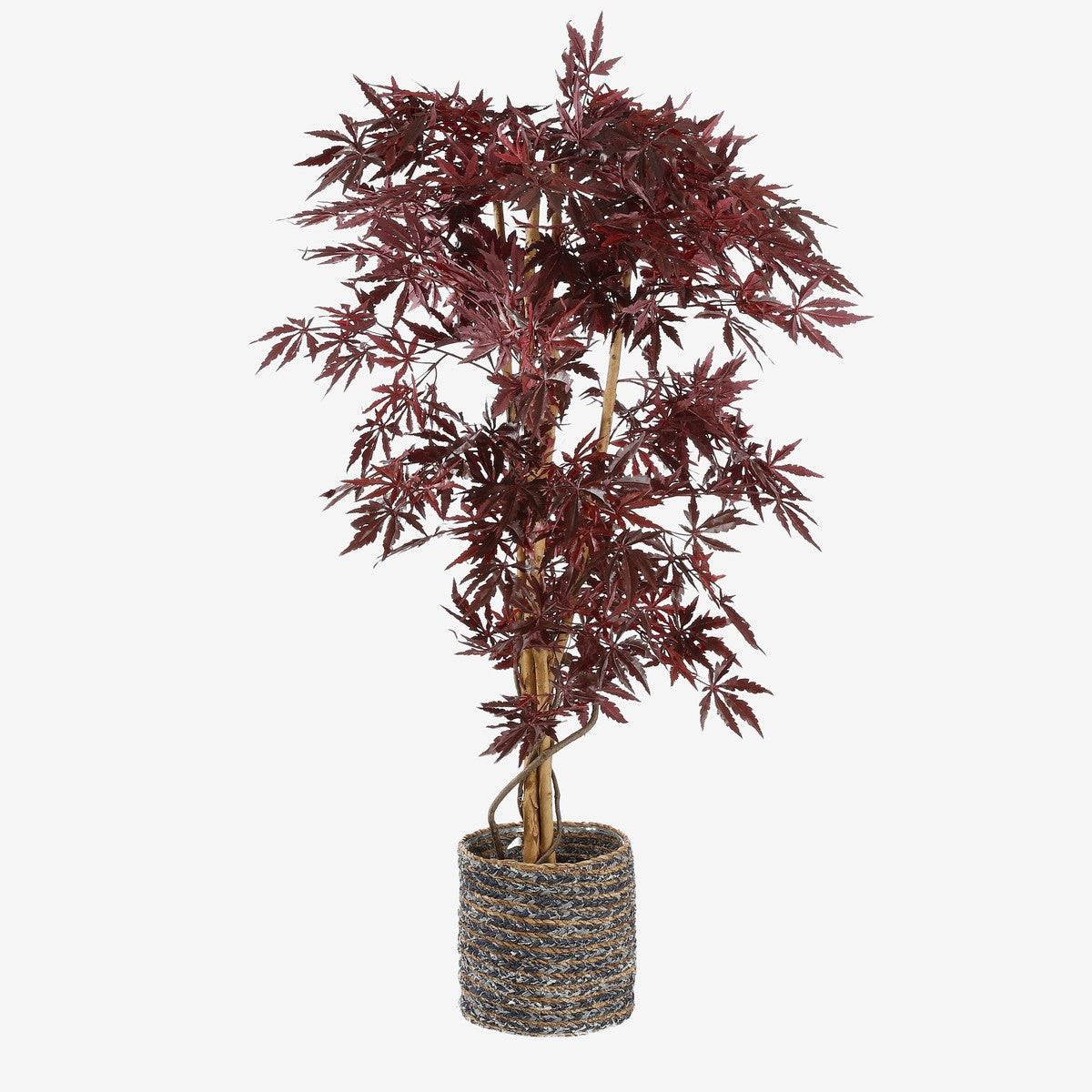 Maple Red In Plastic Pot - H150Xd80Cm