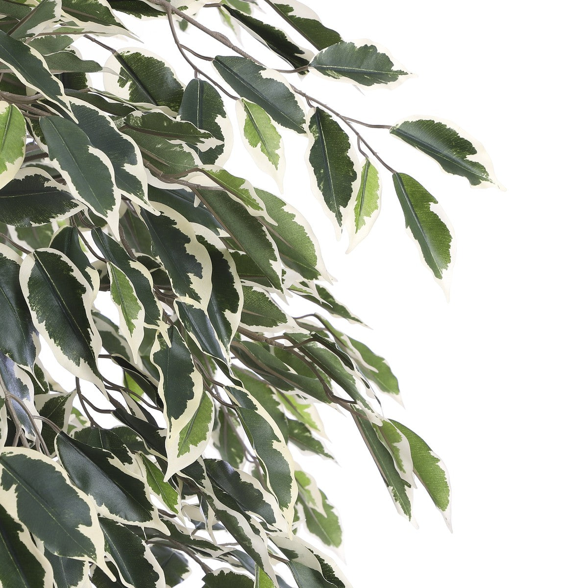 Ficus Green Variegated In Plastic Pot - H180Xd90Cm